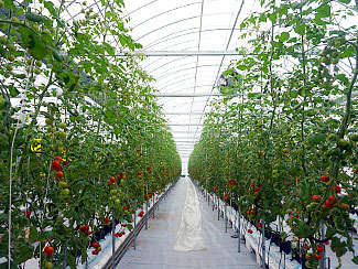 High-sugar-content tomatoes grown by using coco peat