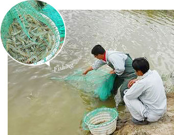 Cultivation of whiteleg shrimp