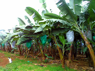 バナナ園