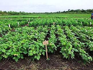 Mung bean cultivation