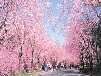 Weeping cherry trees in full bloom